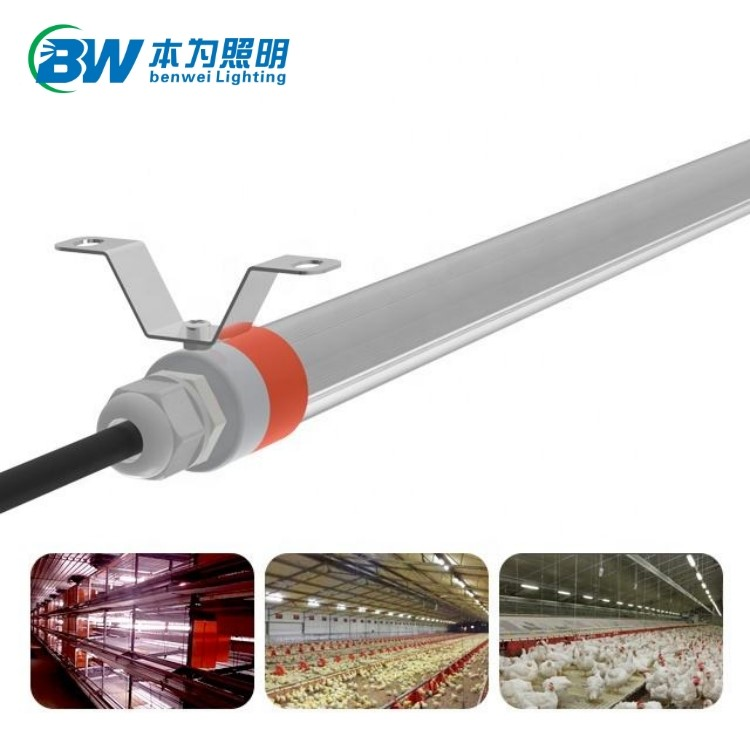 led lights for laying hens 1