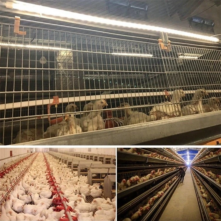 poultry light 1 poultry light 1