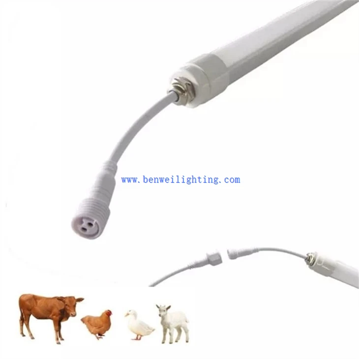 Dairy barn light (4)